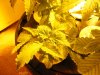 growpics 5-20 010.jpg