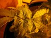 growpics 5-20 011.jpg