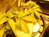 growpics 5-20 012.jpg