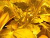 growpics 5-20 013.jpg