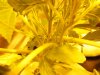 growpics 5-20 014.jpg