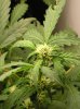 Day #1 Flower; SuperBox 002.jpg