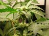 Day #1 Flower; SuperBox 003.jpg