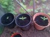 IMG-20130522-00081.jpg