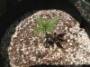 5.22 wh dragon 2.jpg
