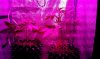 IMAG0661.jpg