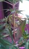 IMAG0672.jpg