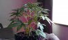 IMAG0678.jpg