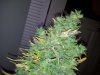 20130523_154613.jpg