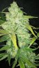 StarRyder blooms 2 Kush.jpg StarRyder blooms 2 Kush.jpg