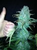 StarRyder cola kusht.jpg StarRyder cola kusht.jpg