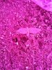 IMG_20130523_204106_030.jpg
