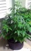 WP_20130524_005.jpg