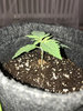 Droop-1.jpg