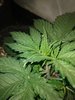 IMG_20200417_153553474.jpg