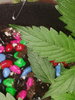 20200420_042028.jpg