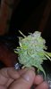 IMG_20200423_083459.jpg