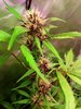 2116201_fastbuds-lsd-25-grow-journal-by-geordiejesusfastbudslsd-25.jpg