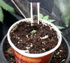WW XXL Auto plant2 -4-26-2020.jpg