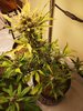IMG_20200503_054536.jpg