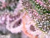 605EA07D-ECA5-4CCB-965B-782674D47C7B.jpeg