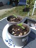 IMG_20200508_150032.jpg