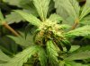 Nirvana Short Rider Day 5 (49 Days from seed) 001.jpg