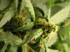 Nirvana Short Rider Day 5 (49 Days from seed) 004.jpg