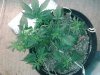 20130524_183407.jpg