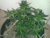 20130524_183504.jpg