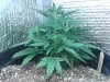 20130524_183706.jpg