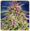 strains-205.jpg