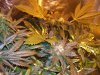 100_1684.jpg