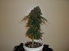 day 76 (seed #2) pic 2.jpg