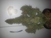 20130509_094454.jpg