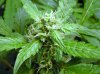 Assorted Bud sites 5 28 2013 005.jpg