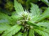 Assorted Bud sites 5 28 2013 004.jpg