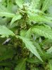 Assorted Bud sites 5 28 2013 002.jpg