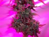 day 78 (seed #2) pic 5.jpg