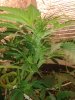 20130528_204845.jpg