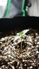 Peachy CBD 051820.JPG