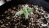 Peachy CBD 052120.JPG