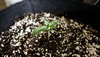 Lemon Pie CBD 052120.JPG