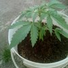 IMG_20200527_193608_064.jpg