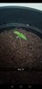 Day 1-20 narcotherapy auto budget grow