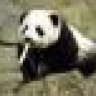 Bipolarbear