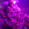 Canabanoid