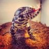 Reptile