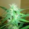 spliff_time!