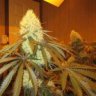 BCNSeedCenter